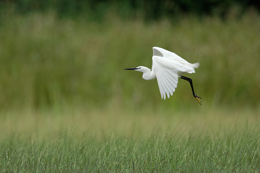 Aigrette garzette