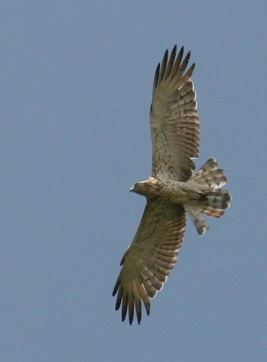 Circaète Jean-le-Blanc