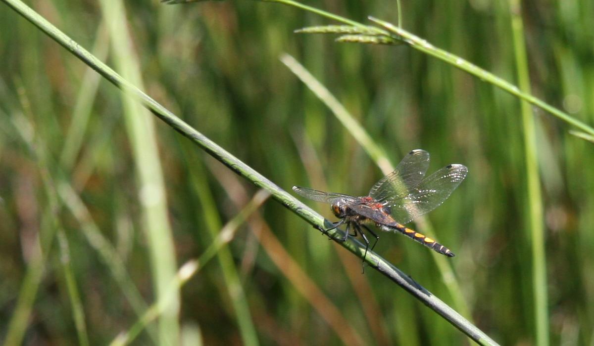 Leucorrhine à gros thorax