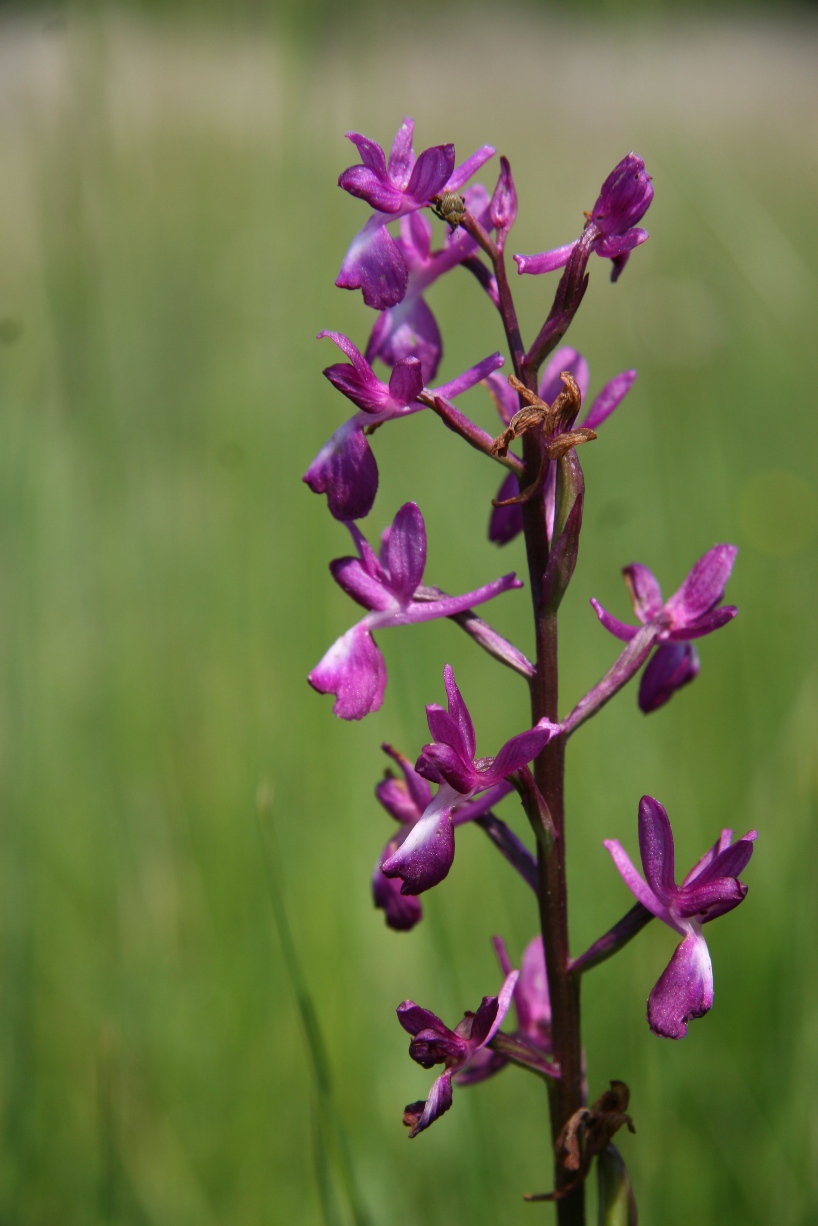 Orchis à fleurs lâches