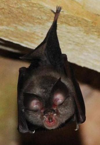 Petit Rhinolophe