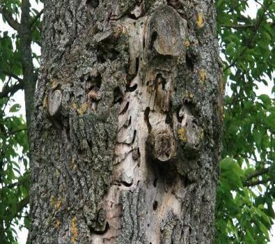 trous d'émergence Grand Capricorne